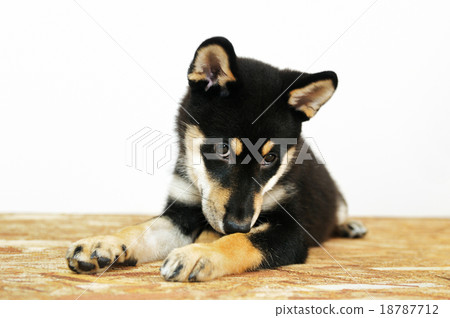Shiba Inu的孩子 18787712