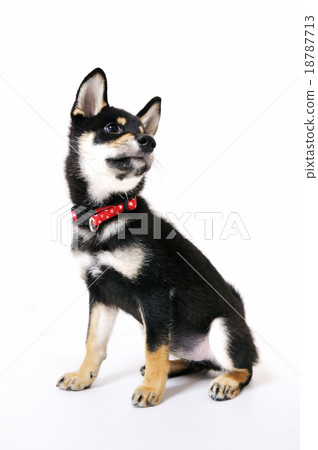 Shiba Inu的孩子 18787713