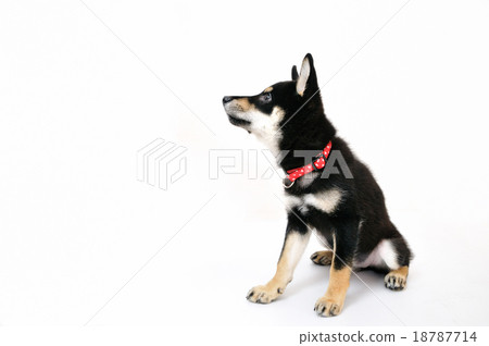 Child of Shiba Inu 18787714