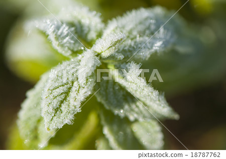 Mint covered with frost, close-up 18787762