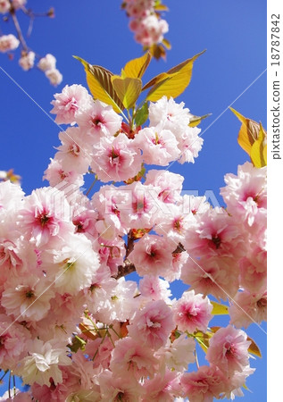 櫻花 18787842