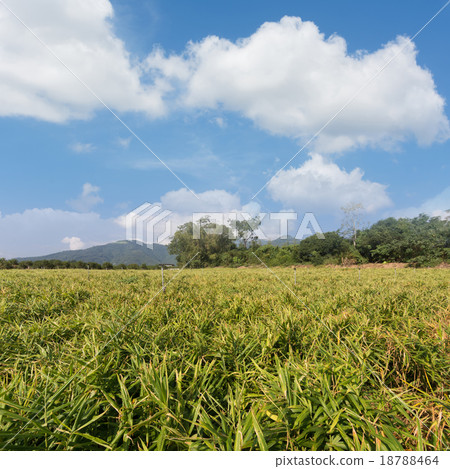 Ginger farm 18788464