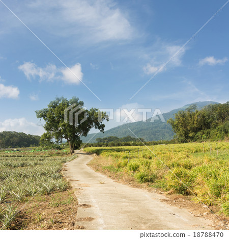 Rural scenery 18788470
