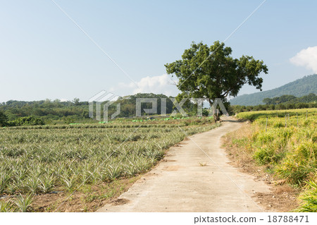 Rural scenery 18788471