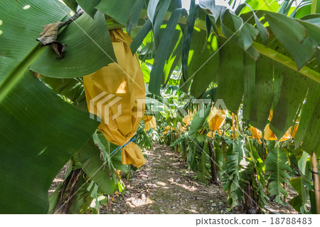 Banana farm 18788483