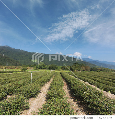 tea farm 18788486