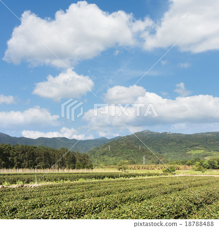 tea farm 18788488