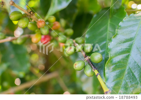 Coffee beans 18788493