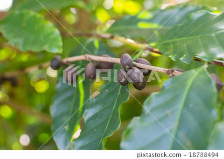 Coffee beans 18788494