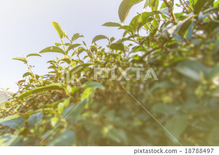 tea farm tea farm 18788497