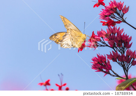 Tsubameben butterfly and Benibenkai kazura 18788934