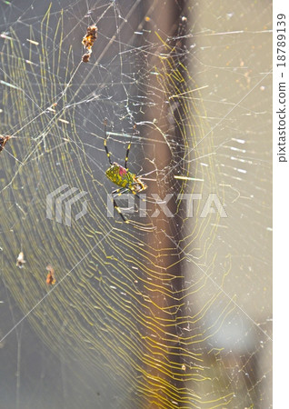 Joro gumo的巢(長野縣上吉太郡小瀨町) Joro gumo的巢(長野縣上吉太郡小瀨町) 18789139