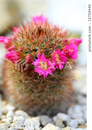 Flowers of cactus ~ Mamilyaria · Spinosishima (Nishikimaru) Flowers of cactus ~ Mamilyaria · Spinosishima (Nishikimaru) 18789440