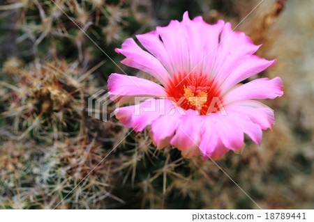 Flower of cacti ~ Terokakutsu · Bikolor (President) Flower of cacti ~ Terokakutsu · Bikolor (President) 18789441