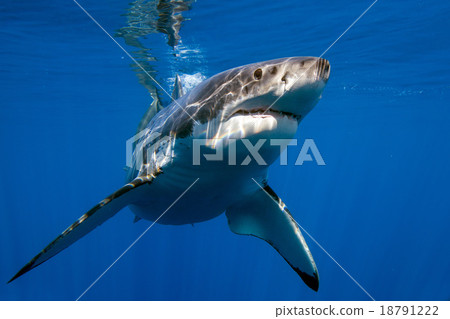 Great White shark ready to attack 18791222