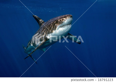 Great White shark ready to attack 18791223