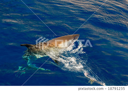 Great White shark ready to attack 18791235