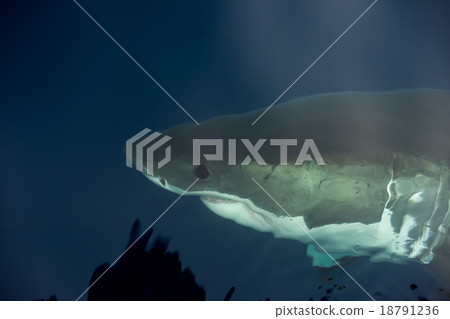 Great White shark ready to attack Great White shark ready to attack 18791236