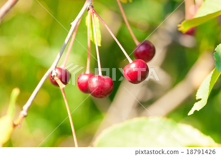 Red cherry berry on tree in nature Red cherry berry on tree in nature 18791426