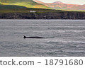 The orca,Iceland 18791680