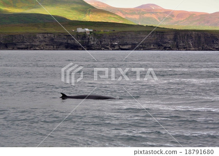 The orca,Iceland 18791680