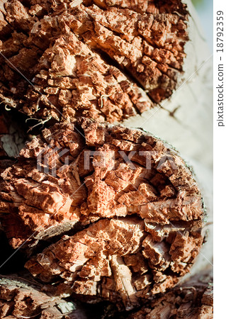 rotten wood 18792359