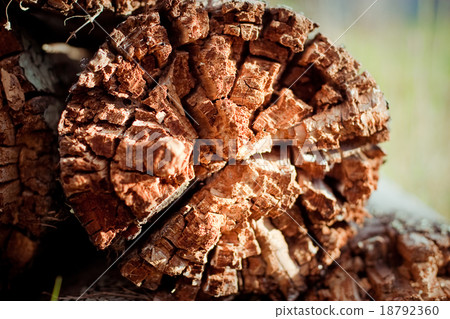 rotten wood 18792360