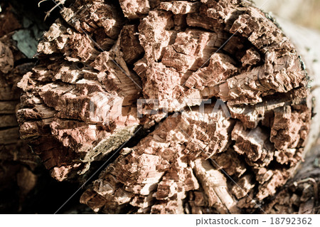 rotten wood 18792362
