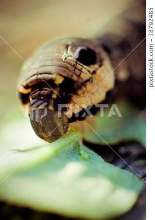A black swallowtail larve on a celery stem A black swallowtail larve on a celery stem 18792485