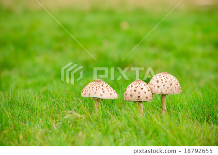 蘑菇圖像 蘑菇圖像 18792655