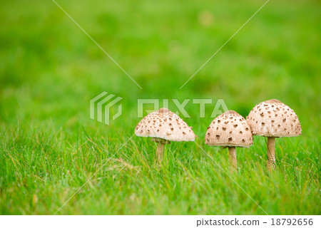 蘑菇圖像 18792656