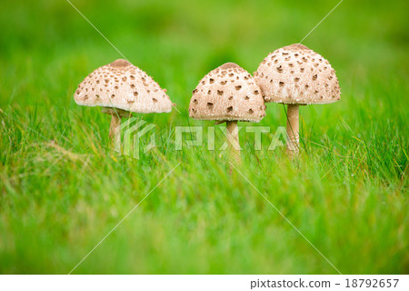 Mushroom image 18792657