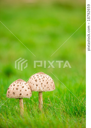 A pair of mushrooms 18792659