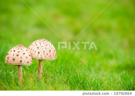 A pair of mushrooms 18792664