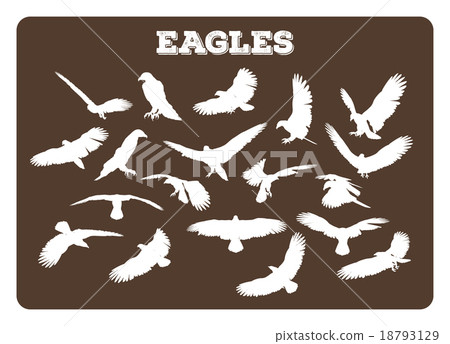 Eagles In Various Poses 18793129