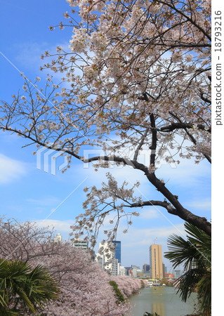 Cherry blossoms outside Cherry blossoms outside 18793216