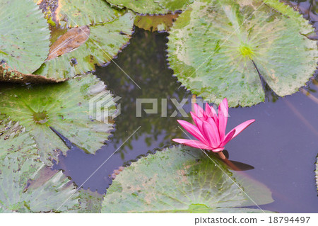 Lotus Lotus 18794497