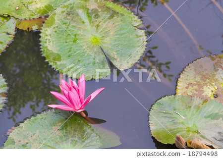 Lotus 18794498