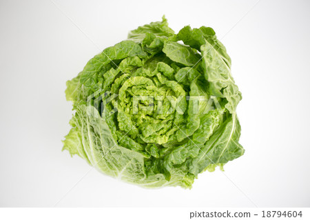 被偷的大白菜 被偷的大白菜 18794604