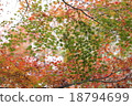Autumn leaves 18794699