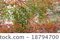Autumn leaves 18794700