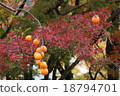 Autumn leaves 18794701