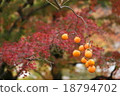 Autumn leaves 18794702
