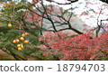 Autumn leaves 18794703