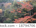 Autumn leaves 18794706