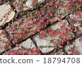 Autumn leaves 18794708