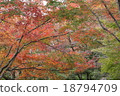 Autumn leaves 18794709