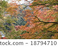 Autumn leaves 18794710
