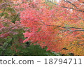 Autumn leaves 18794711