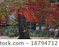 Autumn leaves 18794712